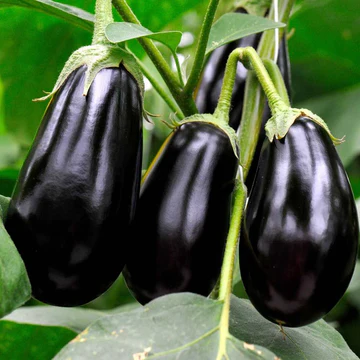 Hybrid brinjal seeds for better yield.