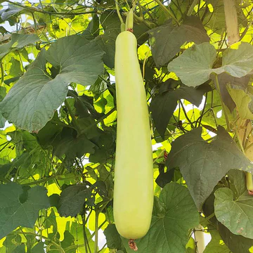 Long bottle gourd seeds for farmers.