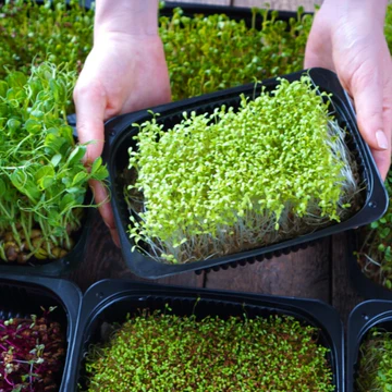 Nutrient-rich microgreens seeds for organic farming.